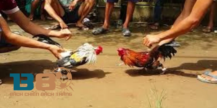 Hướng dẫn tham gia đá gà trực tiếp tại nhà cái B8